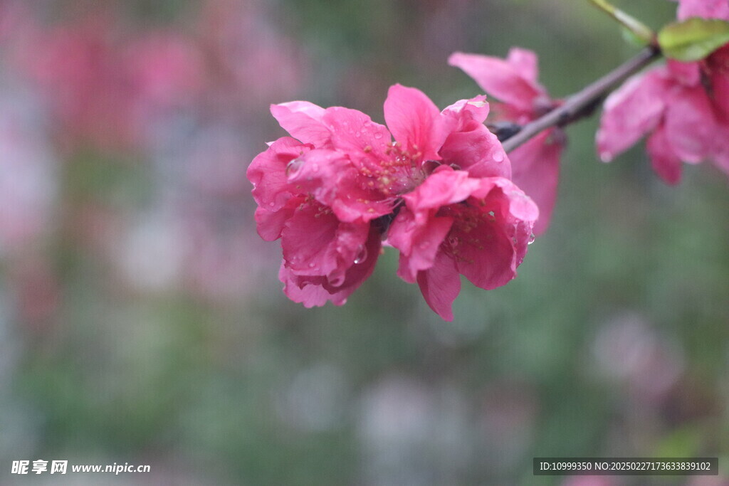桃花