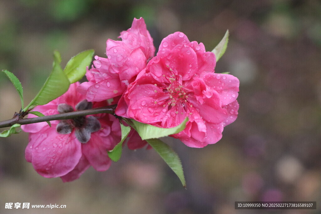 桃花