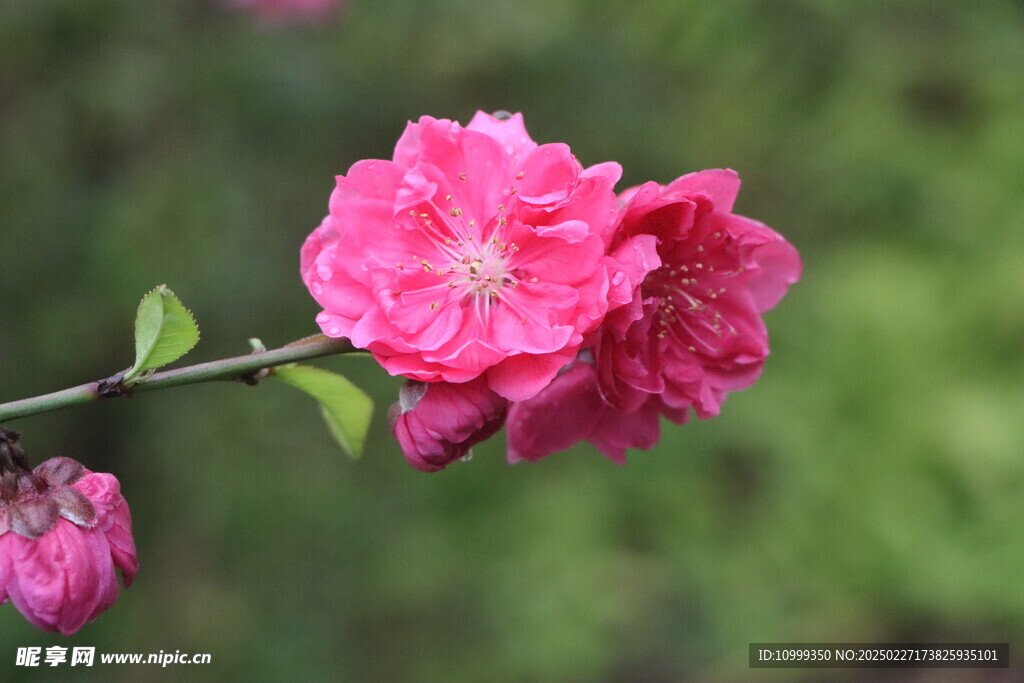 桃花