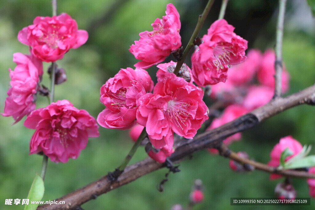 桃花