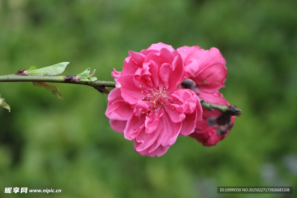 桃花