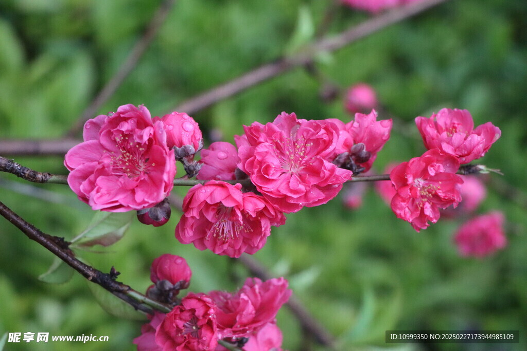 桃花