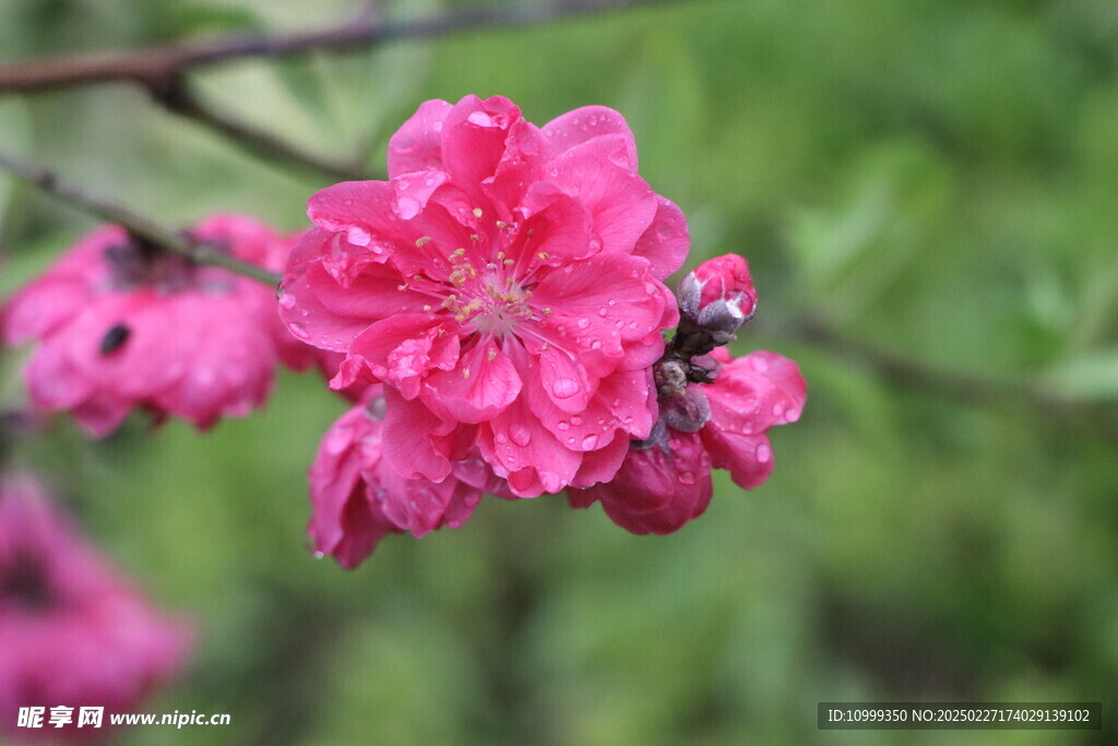 桃花