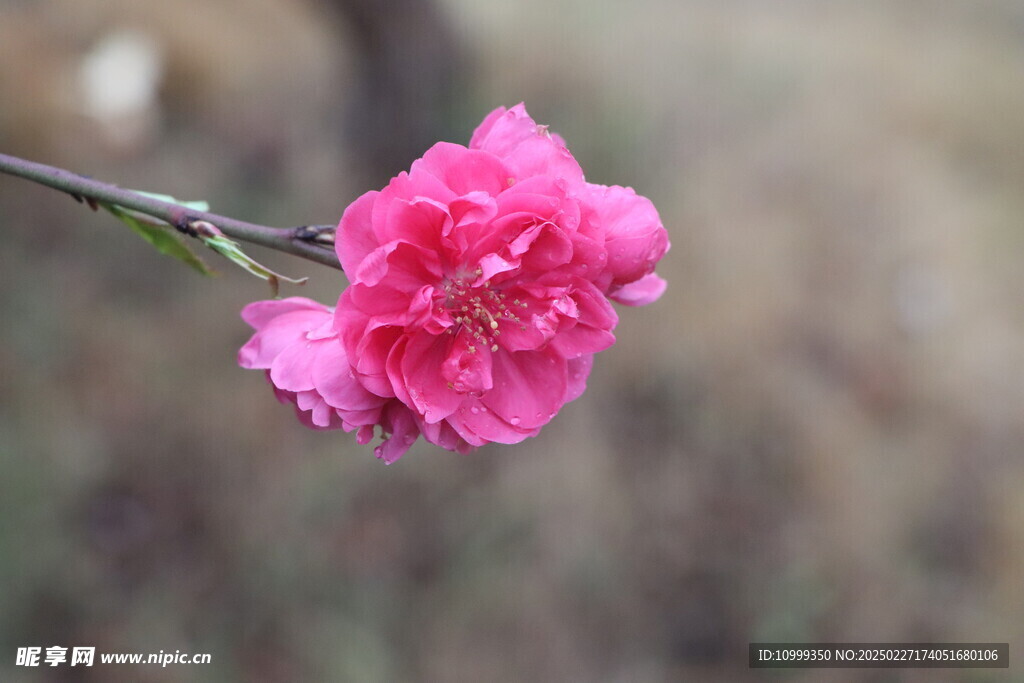 桃花