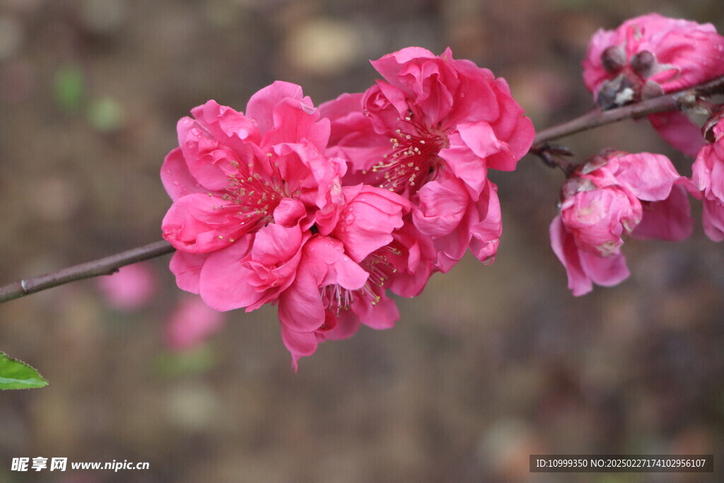 桃花