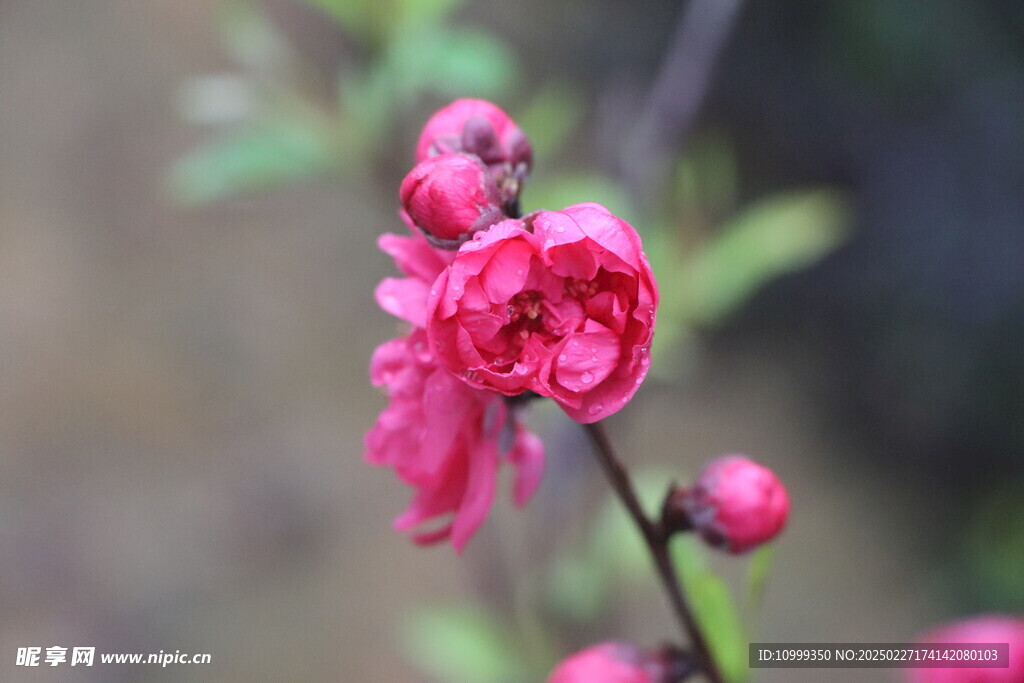 桃花
