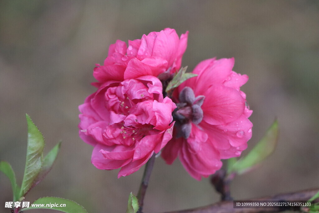 桃花