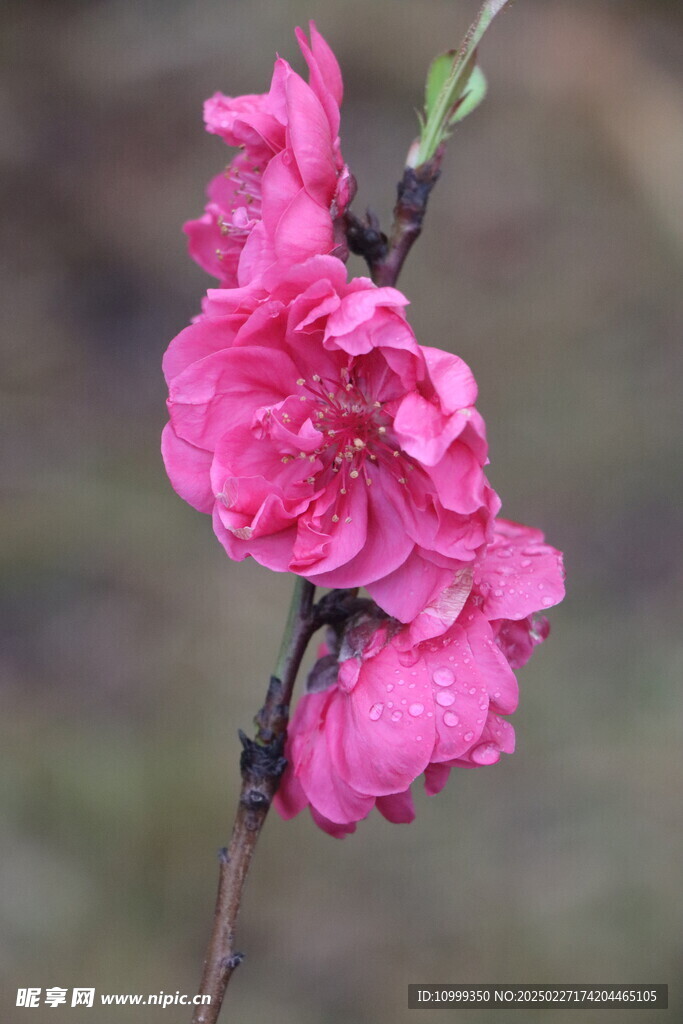 桃花