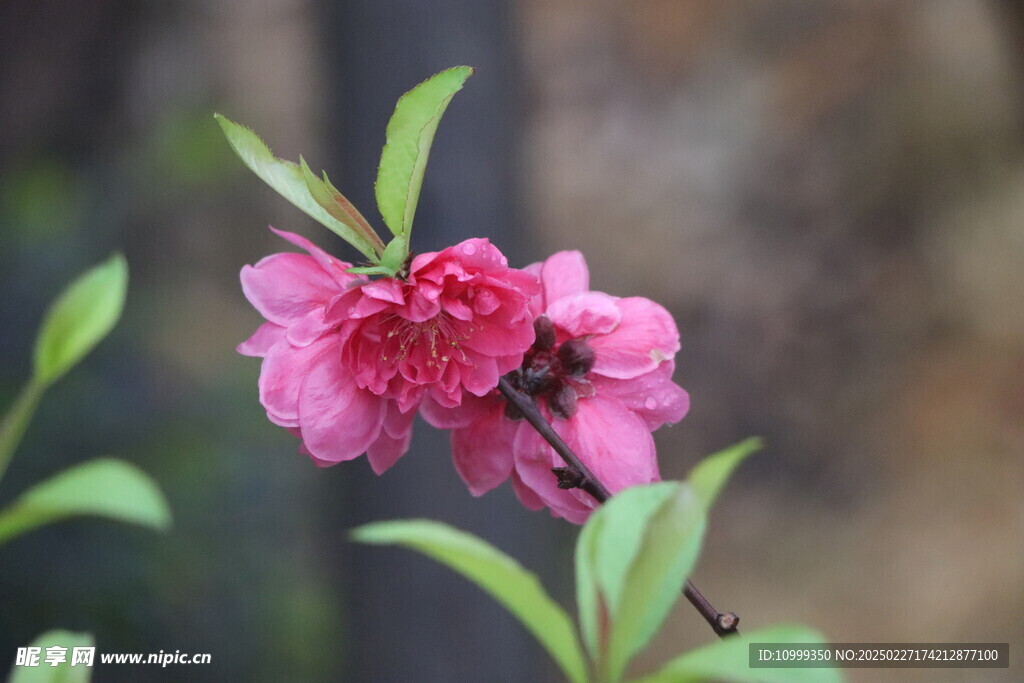 桃花