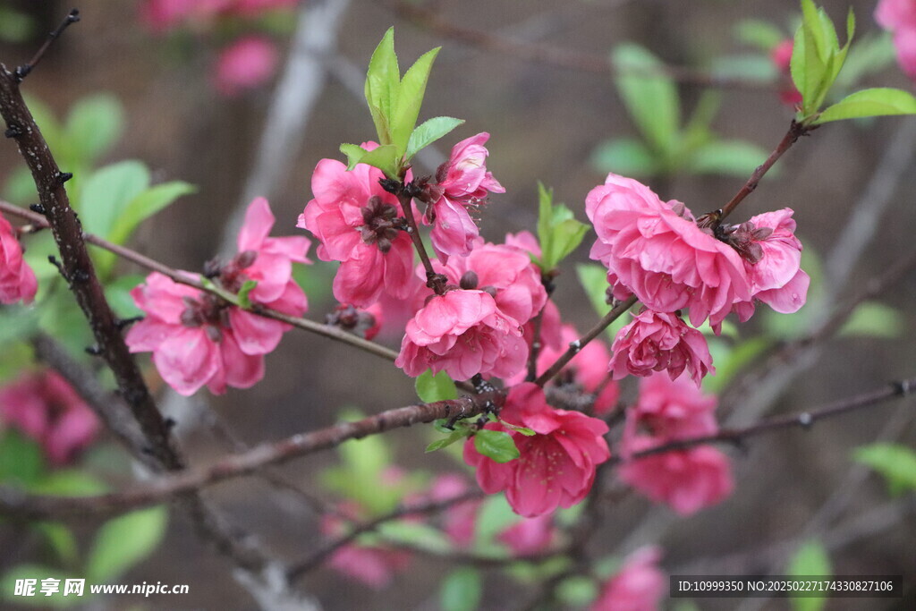 桃花
