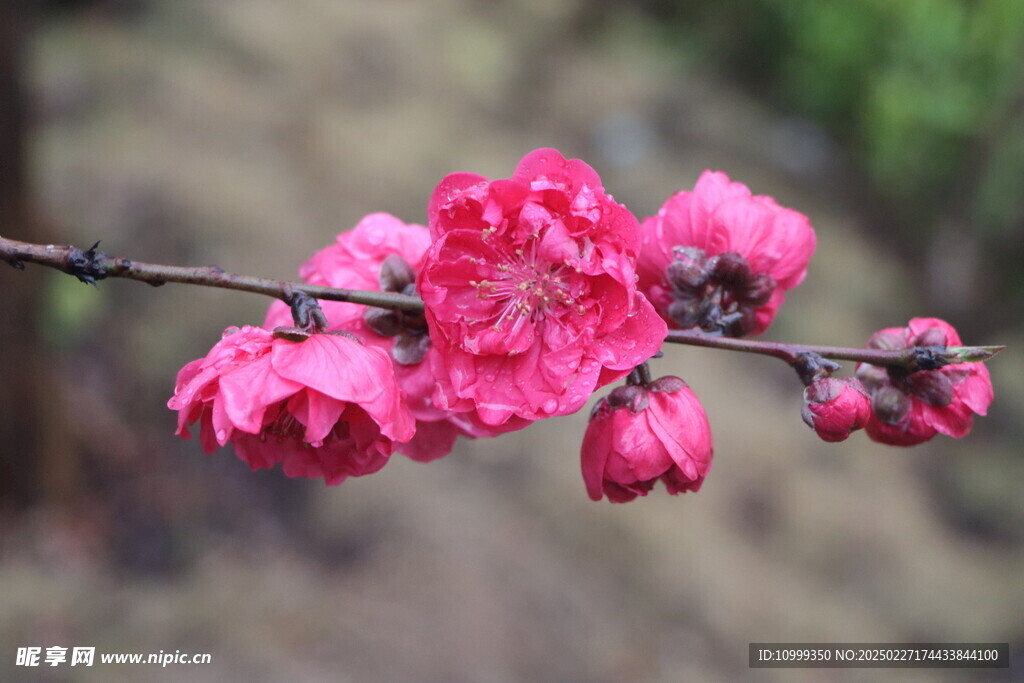 桃花