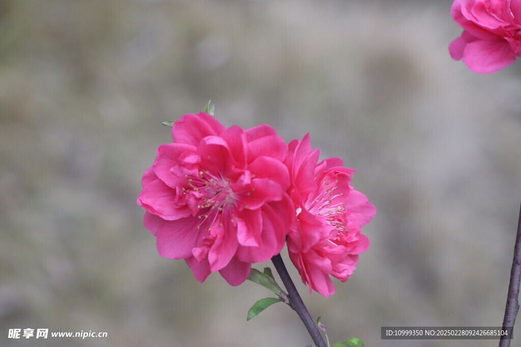 桃花