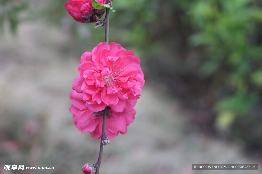 桃花