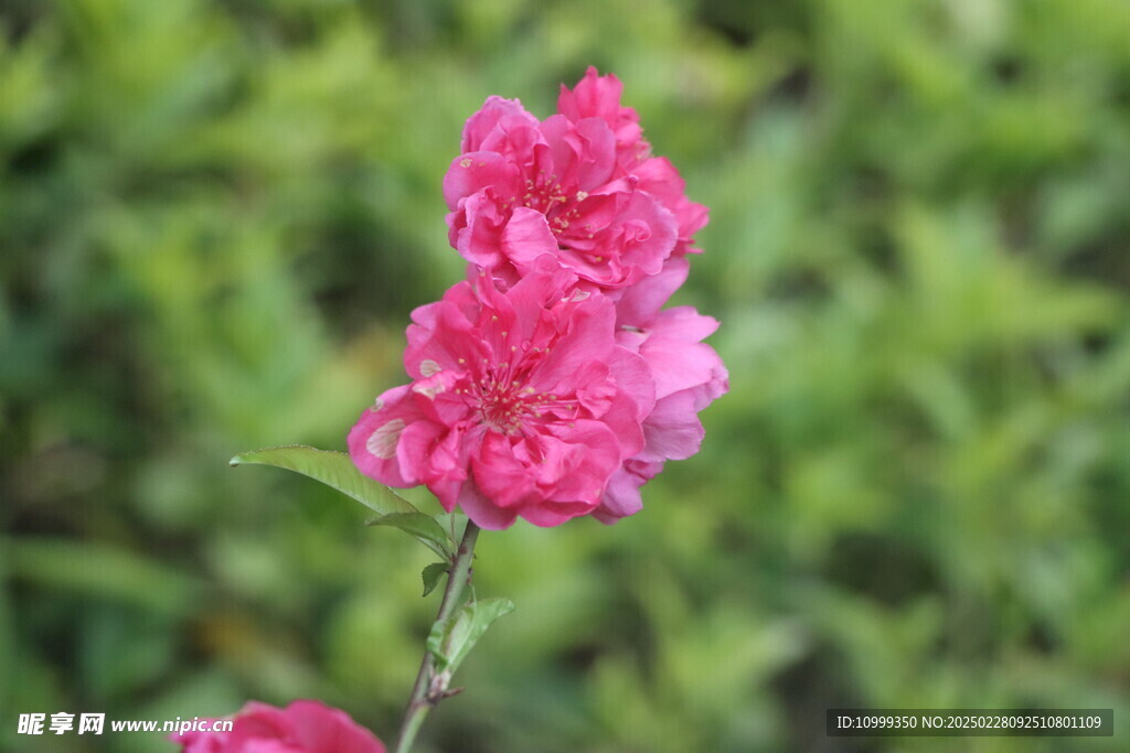 桃花