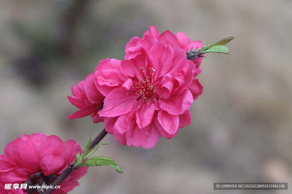 桃花