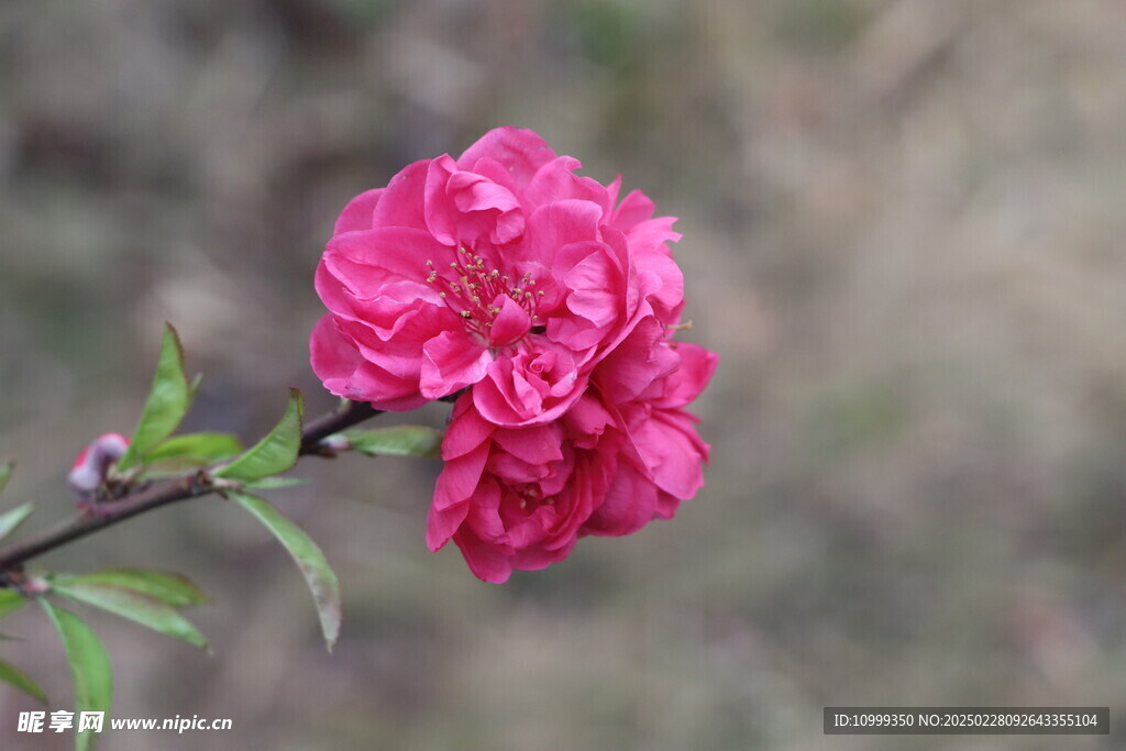 桃花