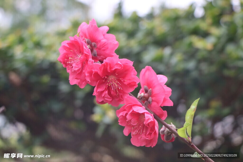 桃花