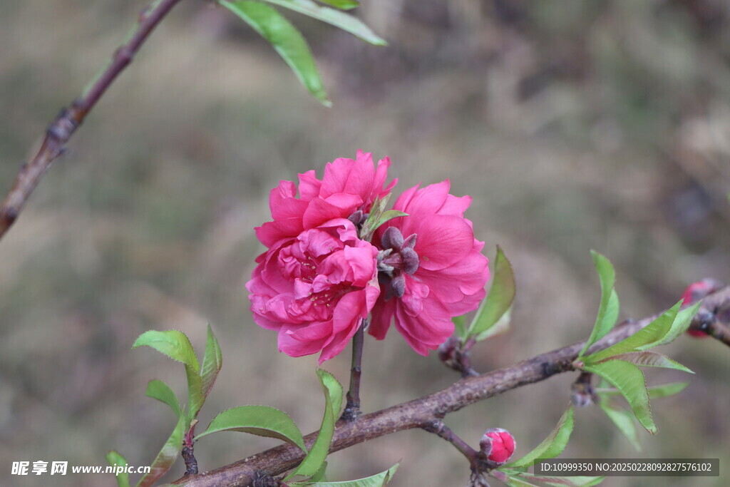 桃花