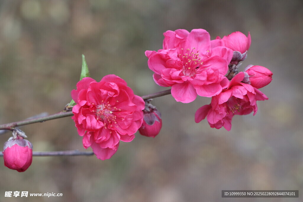 桃花