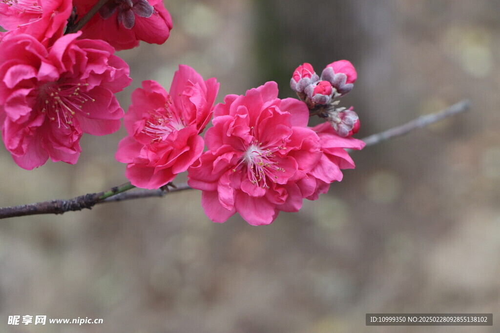 桃花