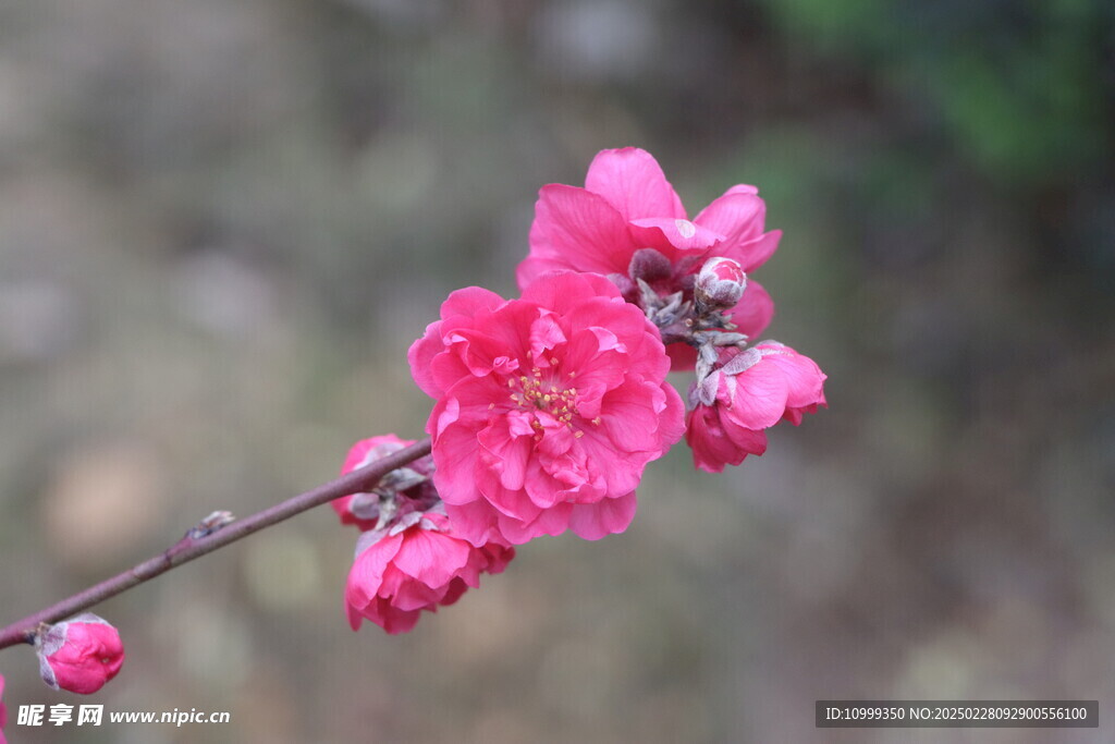 桃花