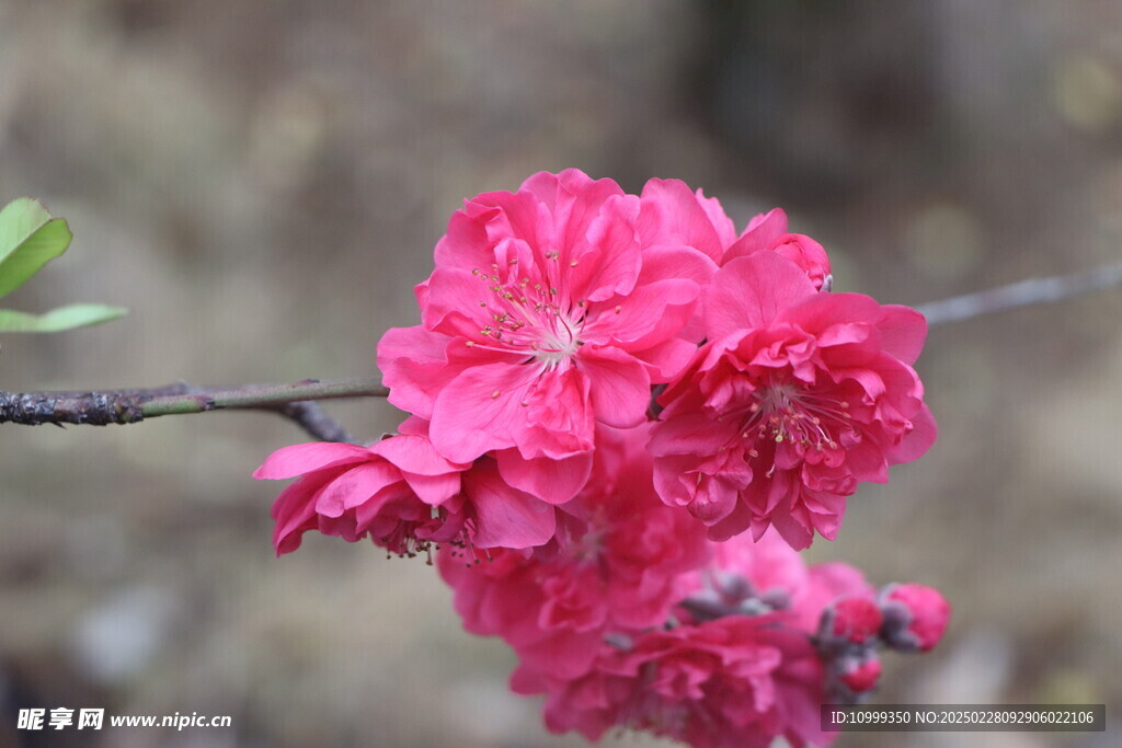 桃花