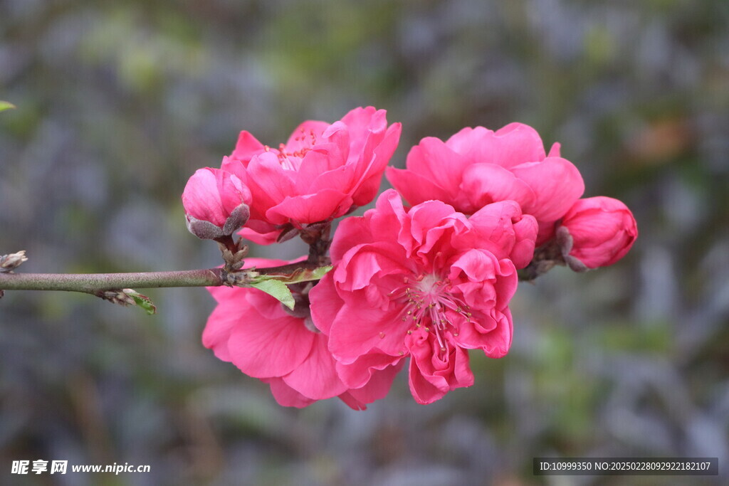 桃花盛开