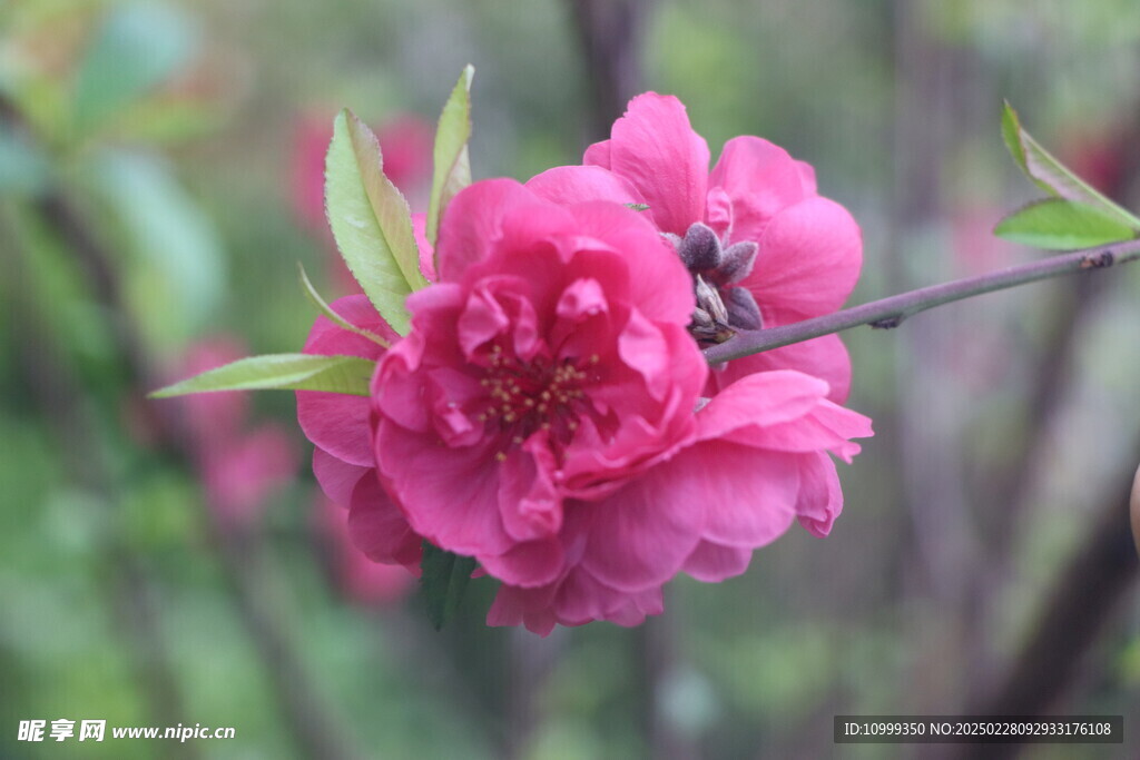 桃花