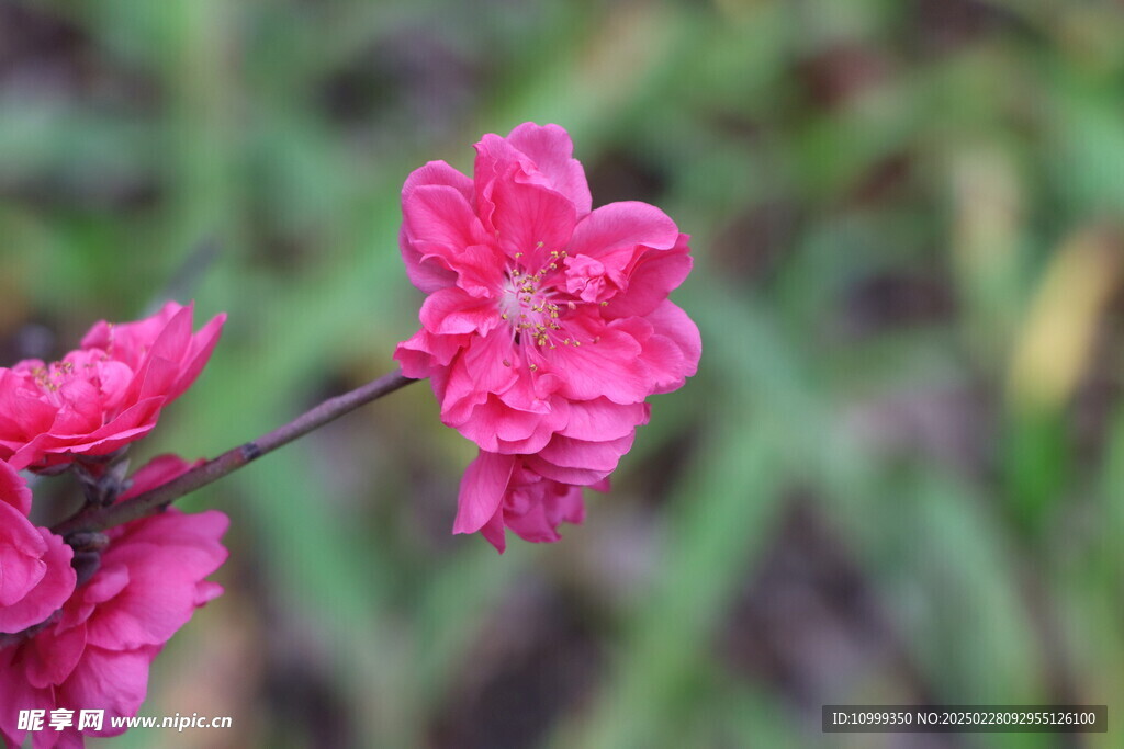 桃花