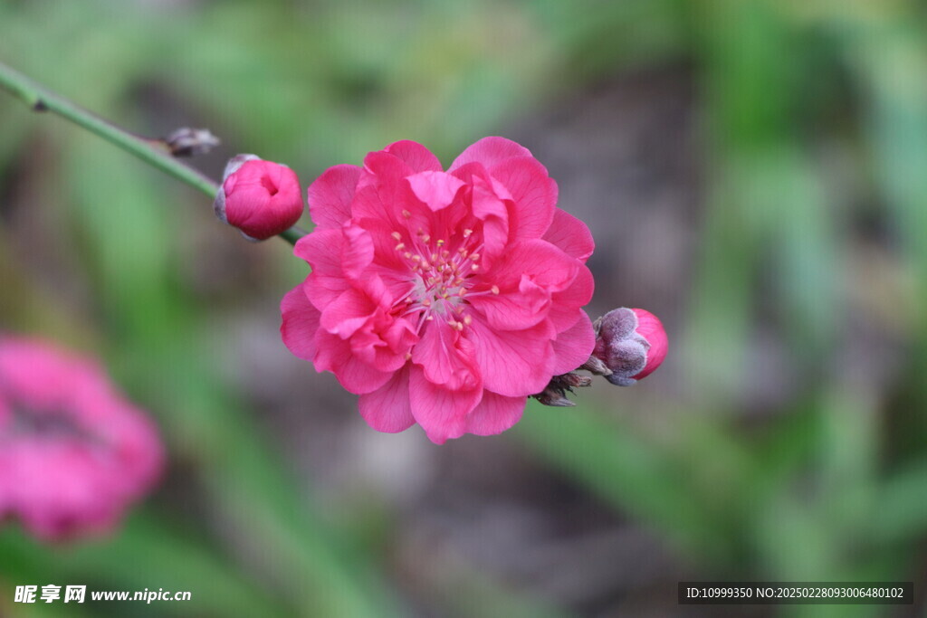 桃花