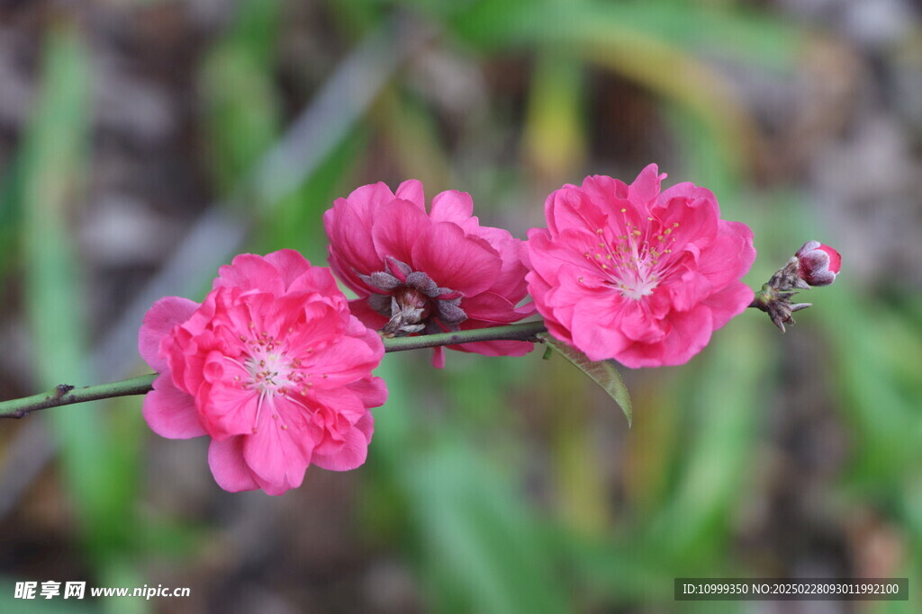 桃花