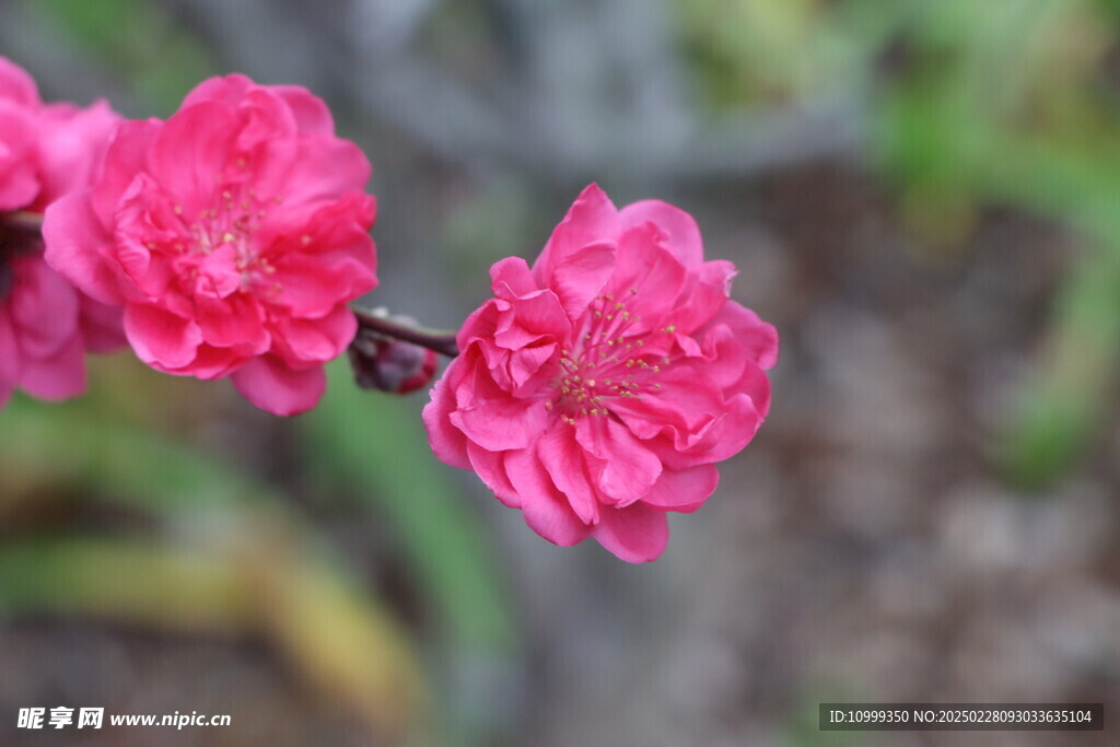 桃花