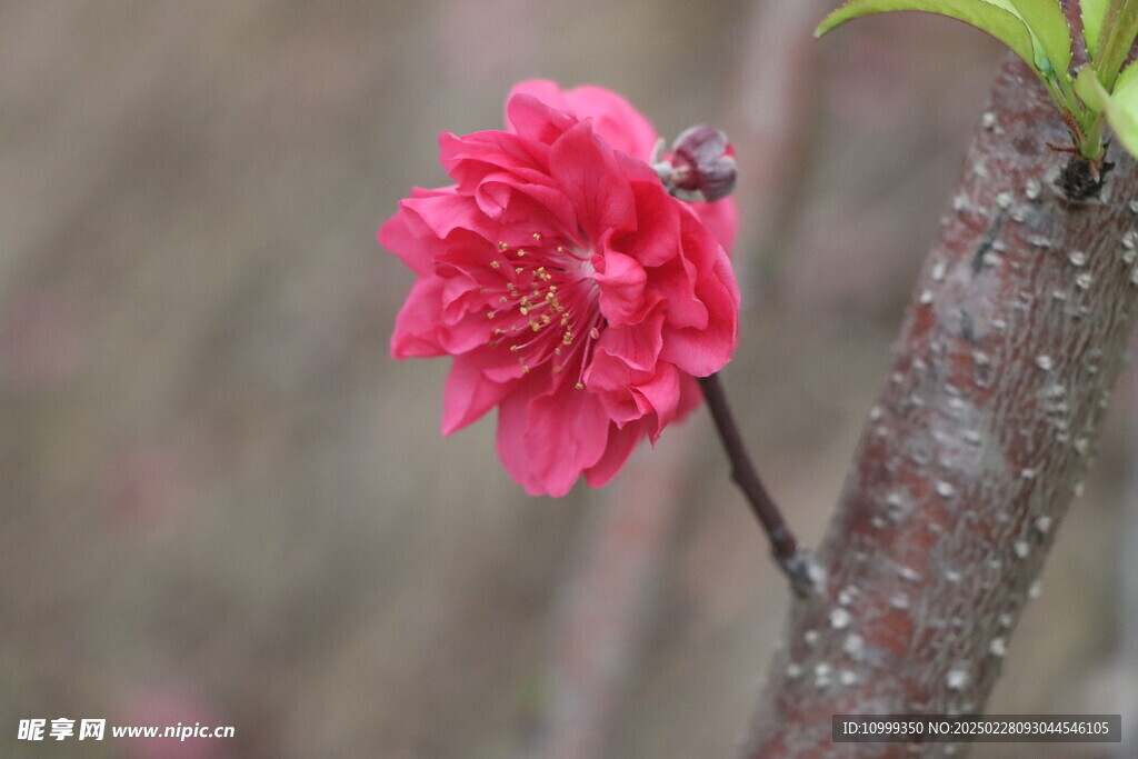 桃花