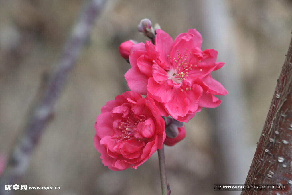 桃花