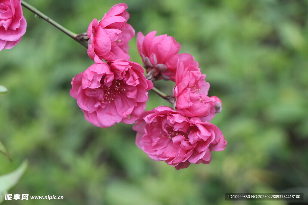 桃花