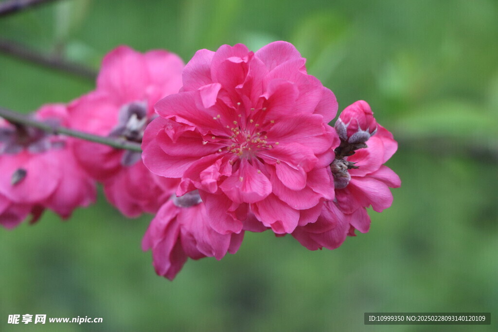 桃花