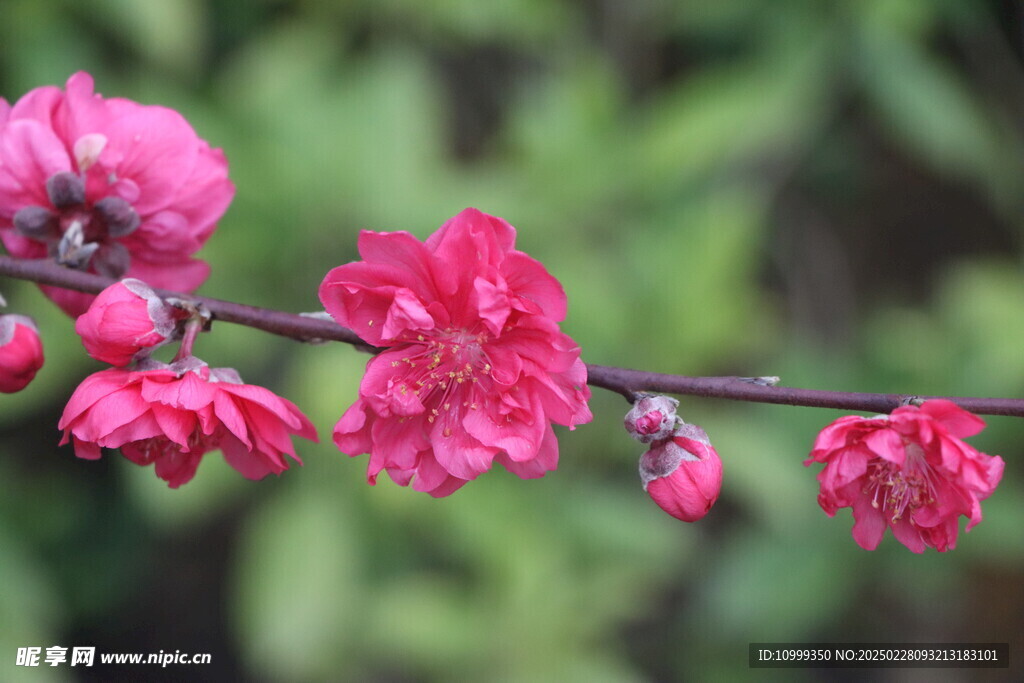 桃花