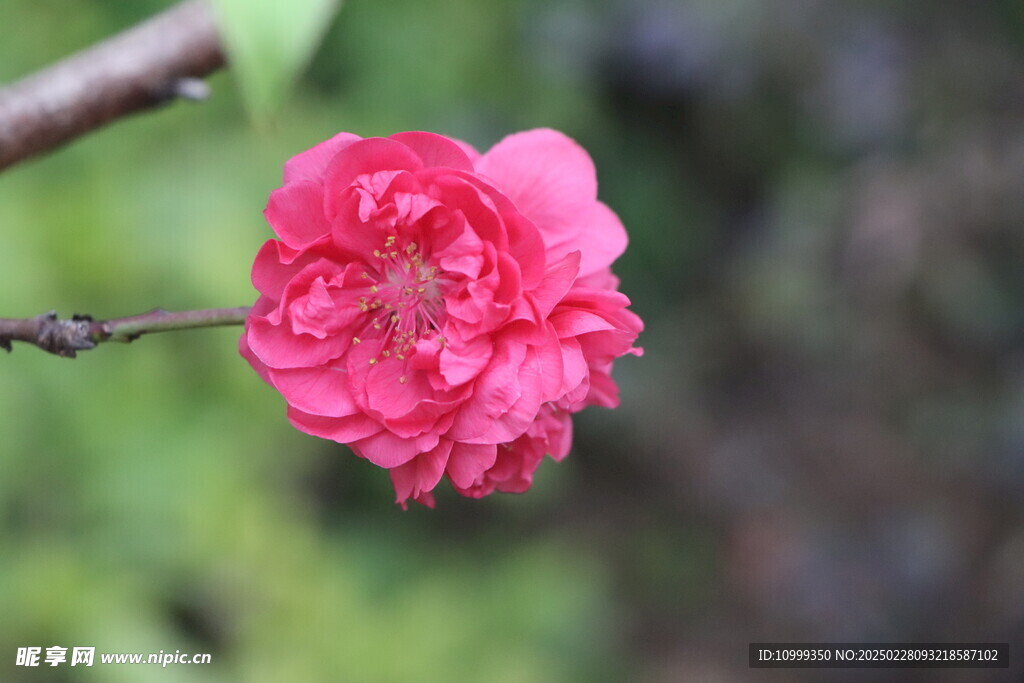 桃花