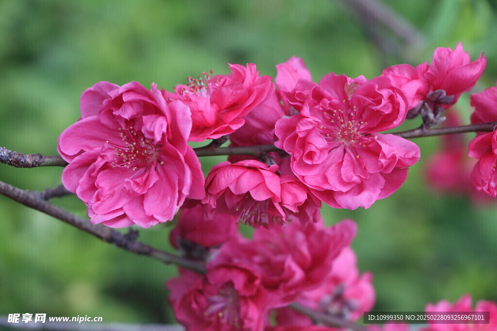 桃花盛开