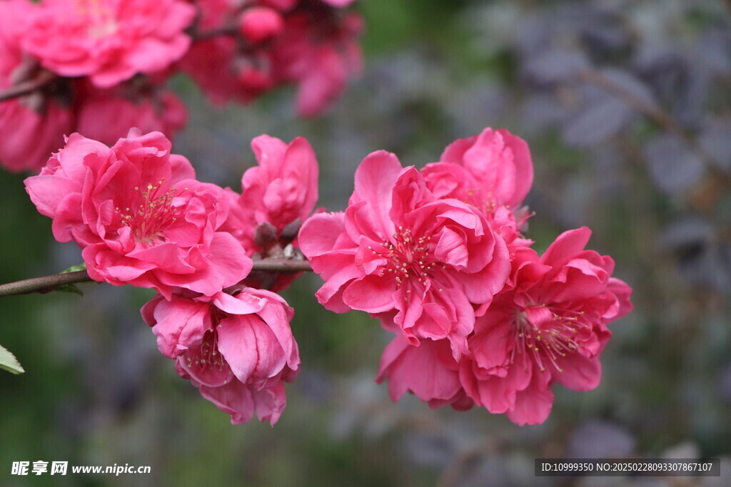桃花盛开