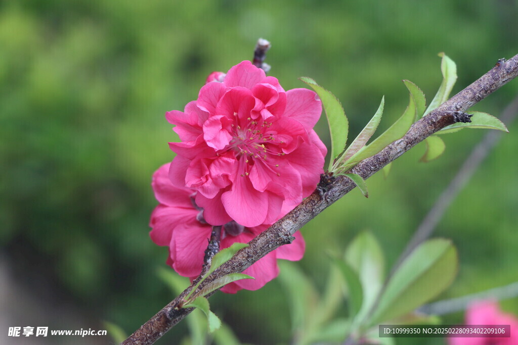 桃花
