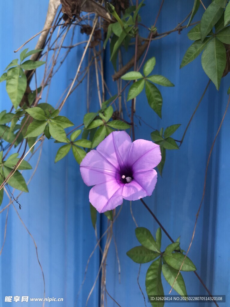 牵牛花