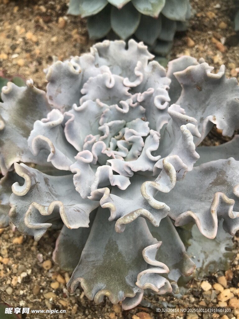 多肉