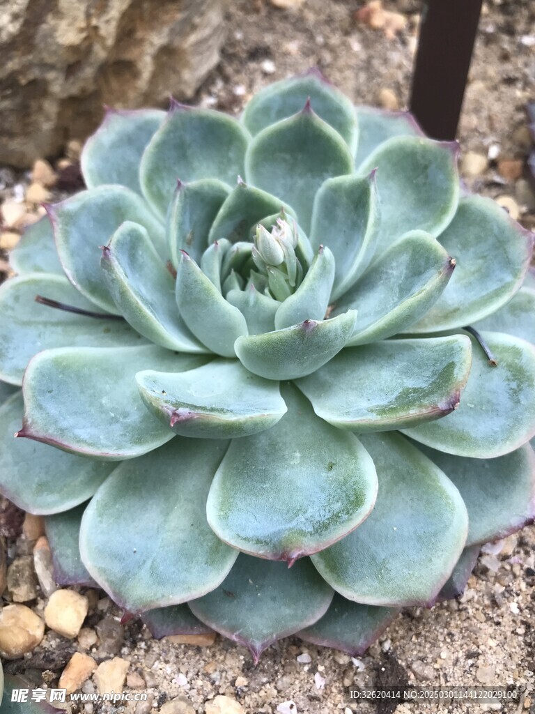 多肉 