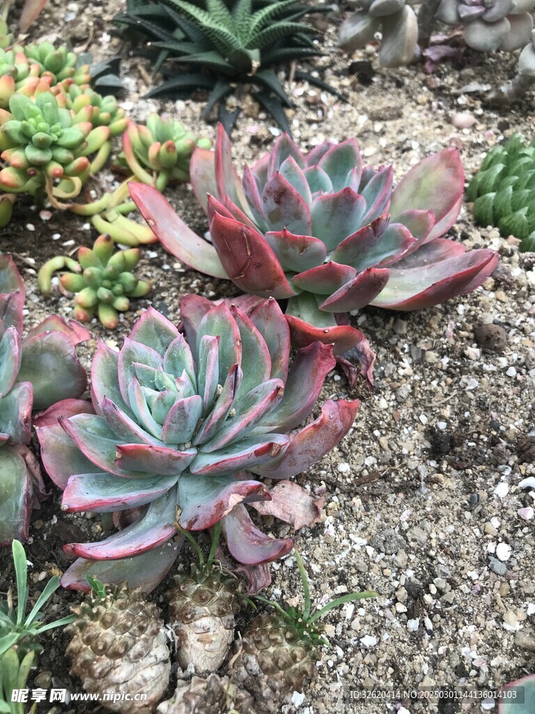 多肉 