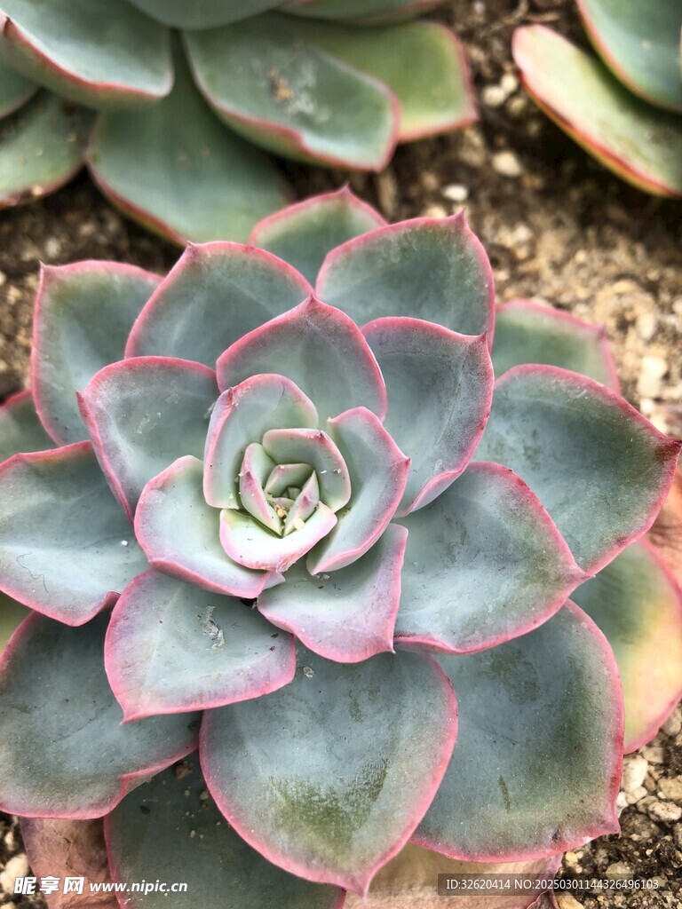 多肉