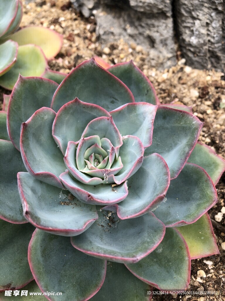 多肉