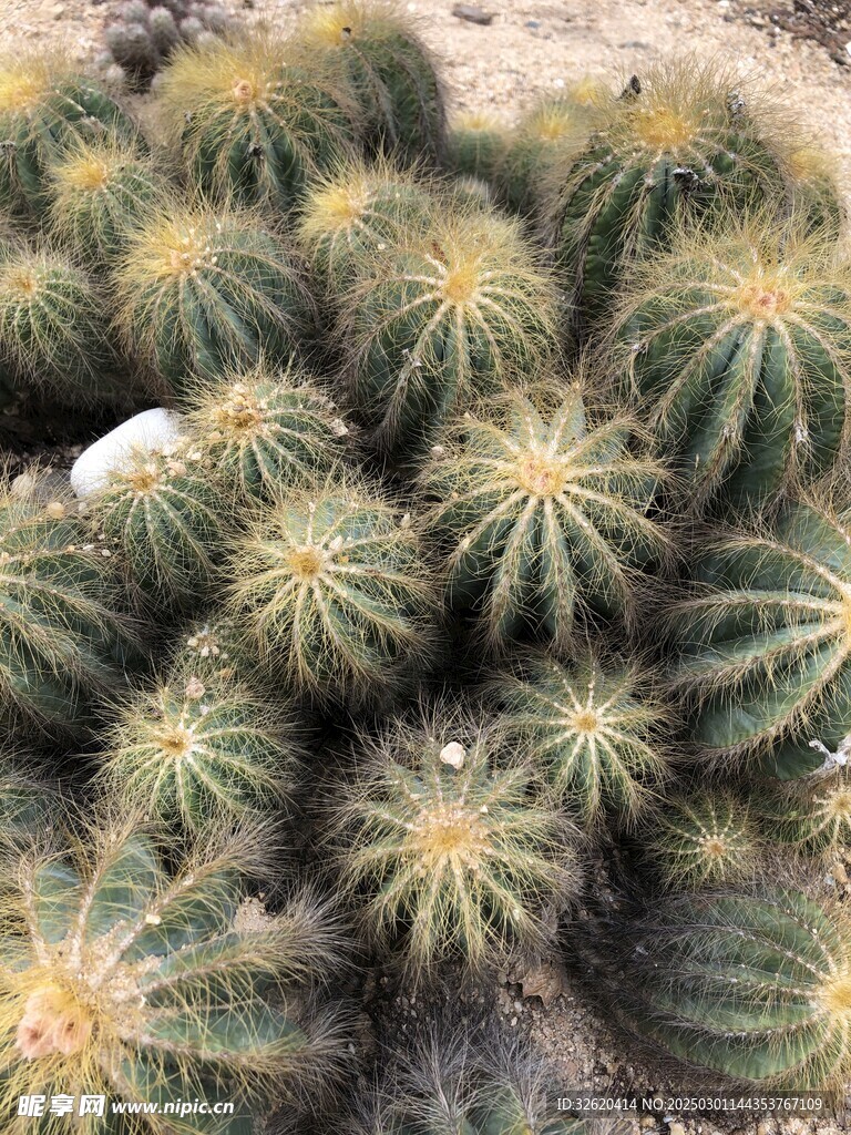 仙人球