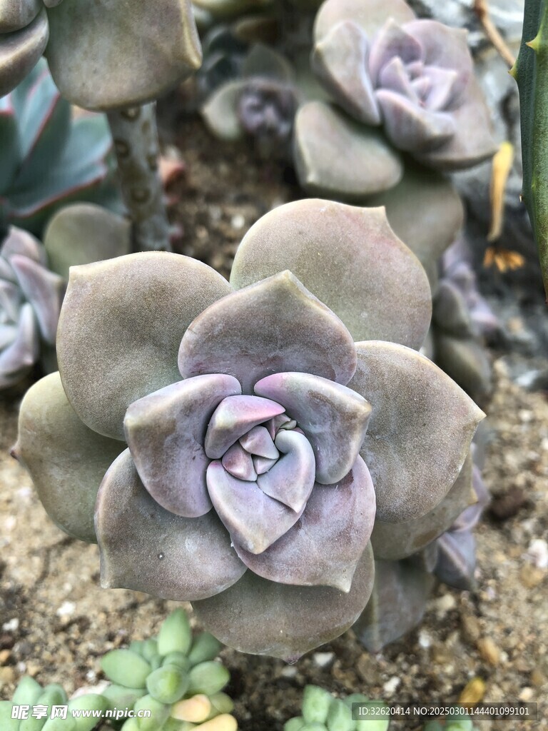 多肉