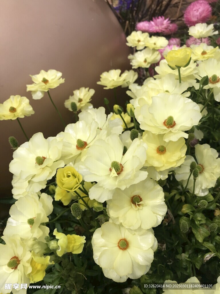 木茼蒿